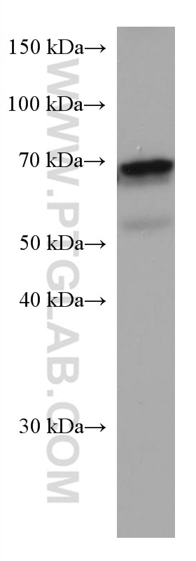Western Blot (WB) analysis of C2C12 cells using Arp5/ACTR5 Monoclonal antibody (67326-1-Ig)