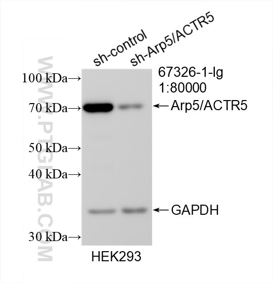 Western Blot (WB) analysis of HEK-293 cells using Arp5/ACTR5 Monoclonal antibody (67326-1-Ig)