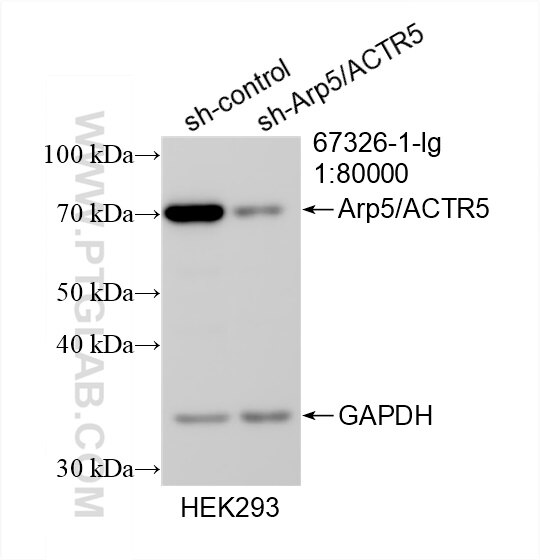 WB analysis of HEK-293 using 67326-1-Ig