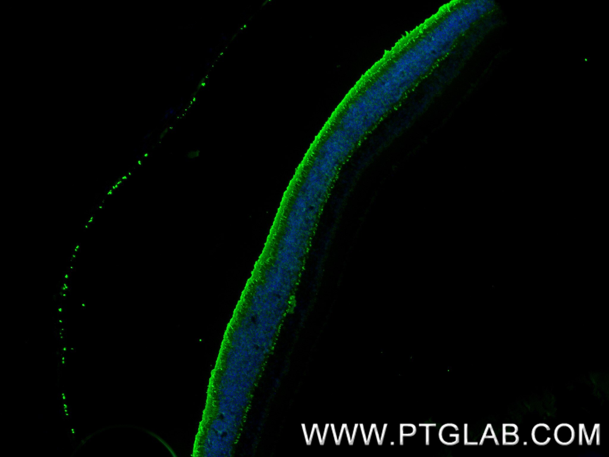 Immunofluorescence (IF) / fluorescent staining of mouse eye tissue using Arrestin C Recombinant antibody (85067-5-RR)