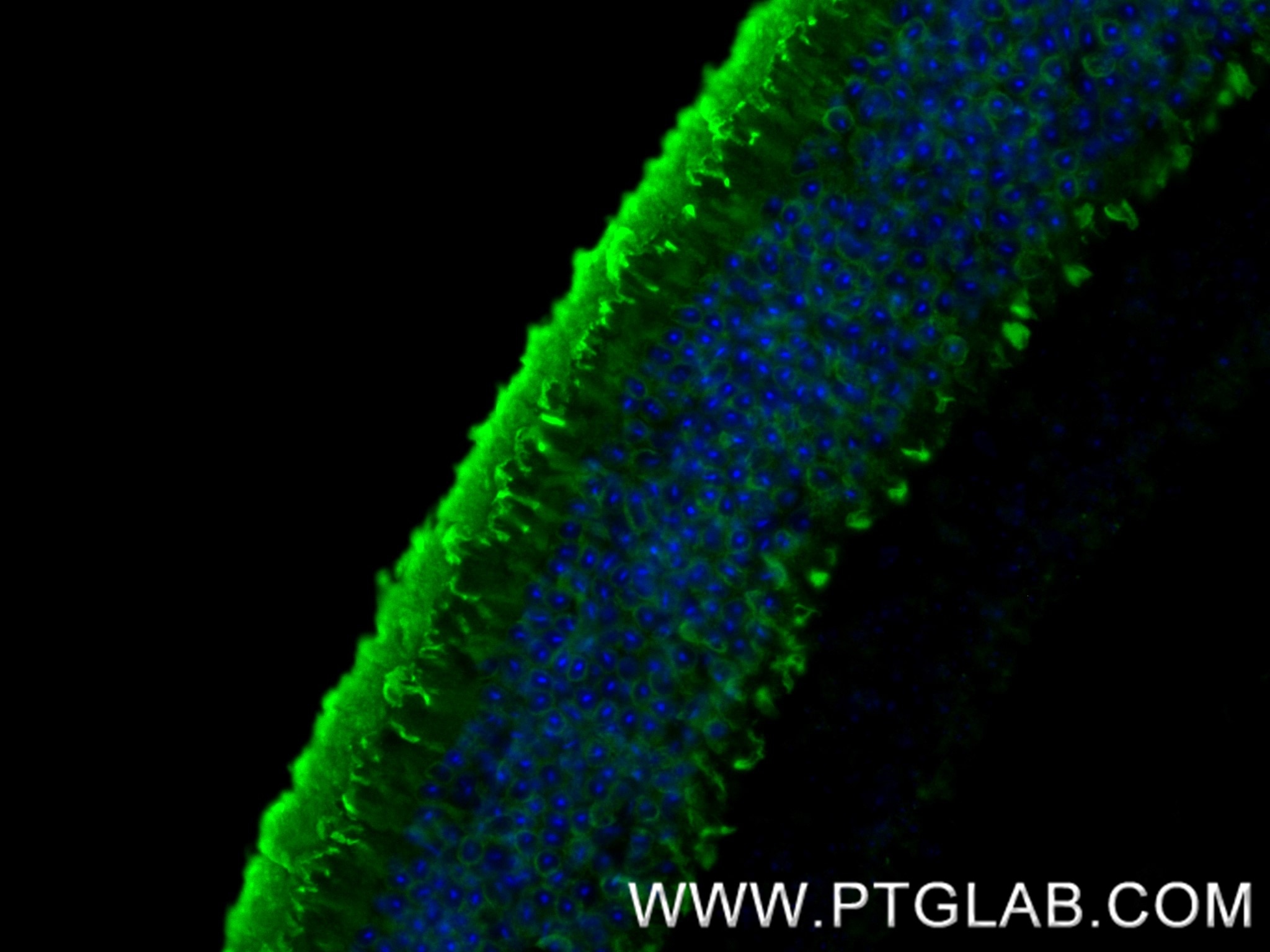 Immunofluorescence (IF) / fluorescent staining of mouse eye tissue using Arrestin C Recombinant antibody (85067-5-RR)