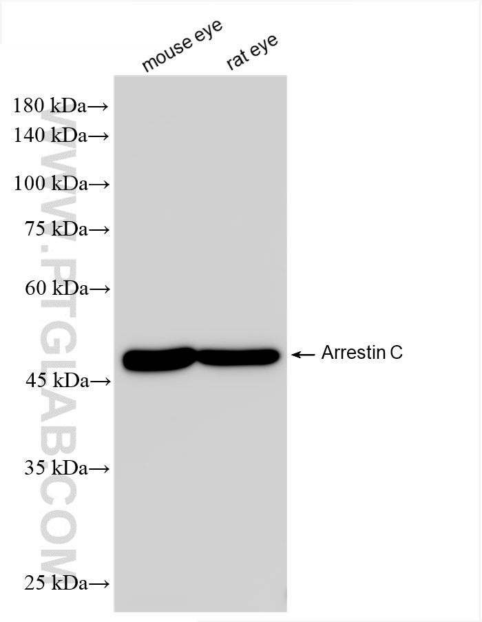 Western Blot (WB) analysis of various lysates using Arrestin C Recombinant antibody (85067-5-RR)