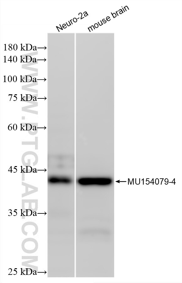 WB analysis using 87817-1-RR Western Blot (WB) analysis of various lysates using Ataxin-3/ATXN3 Recombinant monoclonal antibody (87817-1-RR)