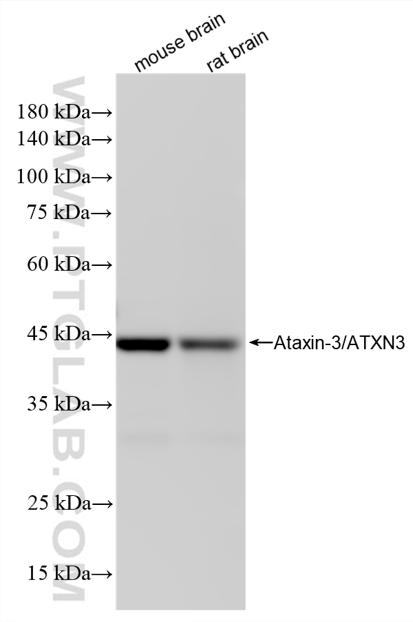 WB analysis using 87817-1-RR Western Blot (WB) analysis of various lysates using Ataxin-3/ATXN3 Recombinant monoclonal antibody (87817-1-RR)