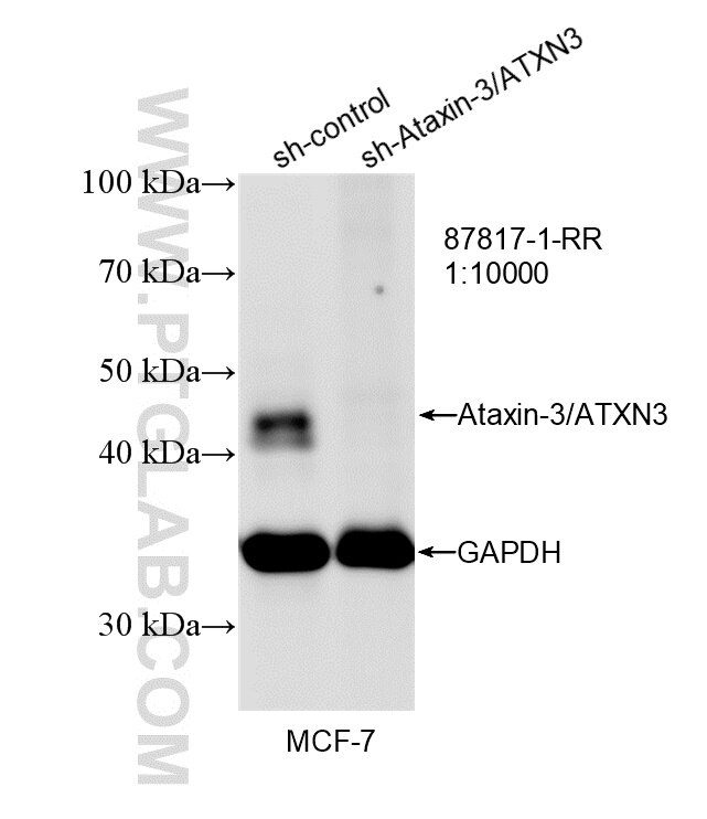 WB analysis of MCF-7 using 87817-1-RR Western Blot (WB) analysis of MCF-7 cells using Ataxin-3/ATXN3 Recombinant monoclonal antibody (87817-1-RR)