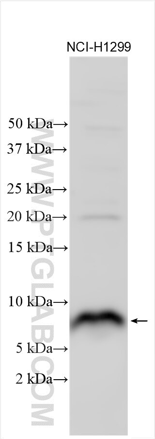 Western Blot (WB) analysis of various lysates using Atox1 Polyclonal antibody (31090-1-AP)