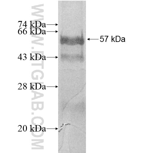 Atp8a2 fusion protein Ag12743 SDS-PAGE