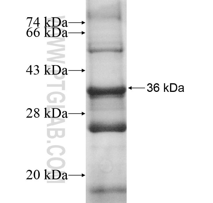 Atp8a2 fusion protein Ag12744 SDS-PAGE