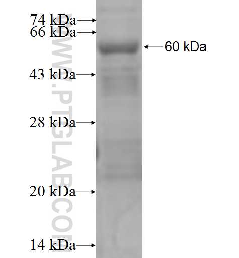 Atp8a2 fusion protein Ag7930 SDS-PAGE
