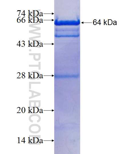 B-catenin fusion protein Ag11763 SDS-PAGE