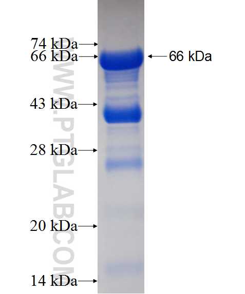 B23 fusion protein Ag0286 SDS-PAGE