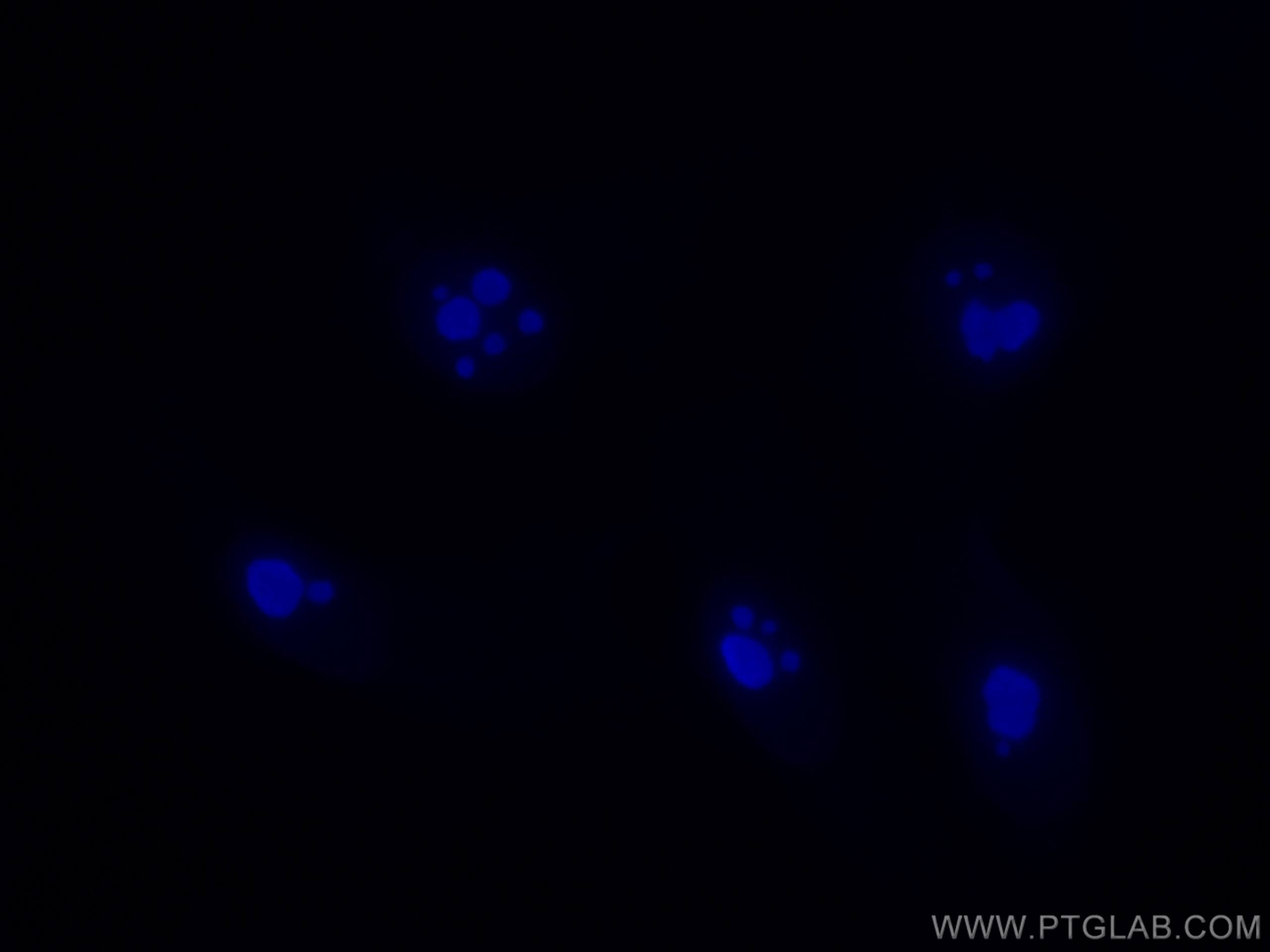 Immunofluorescence (IF) / fluorescent staining of HepG2 cells using CoraLite® Plus 405-conjugated B23/NPM1 Monoclonal  (CL405-60096)