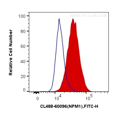 Flow cytometry (FC) experiment of HeLa cells using CoraLite® Plus 488-conjugated B23/NPM1 Monoclonal  (CL488-60096)