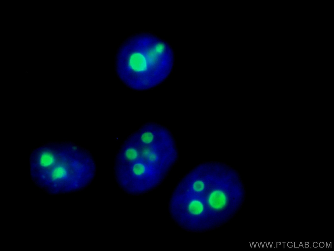 Immunofluorescence (IF) / fluorescent staining of HepG2 cells using CoraLite® Plus 488-conjugated B23/NPM1 Monoclonal  (CL488-60096)