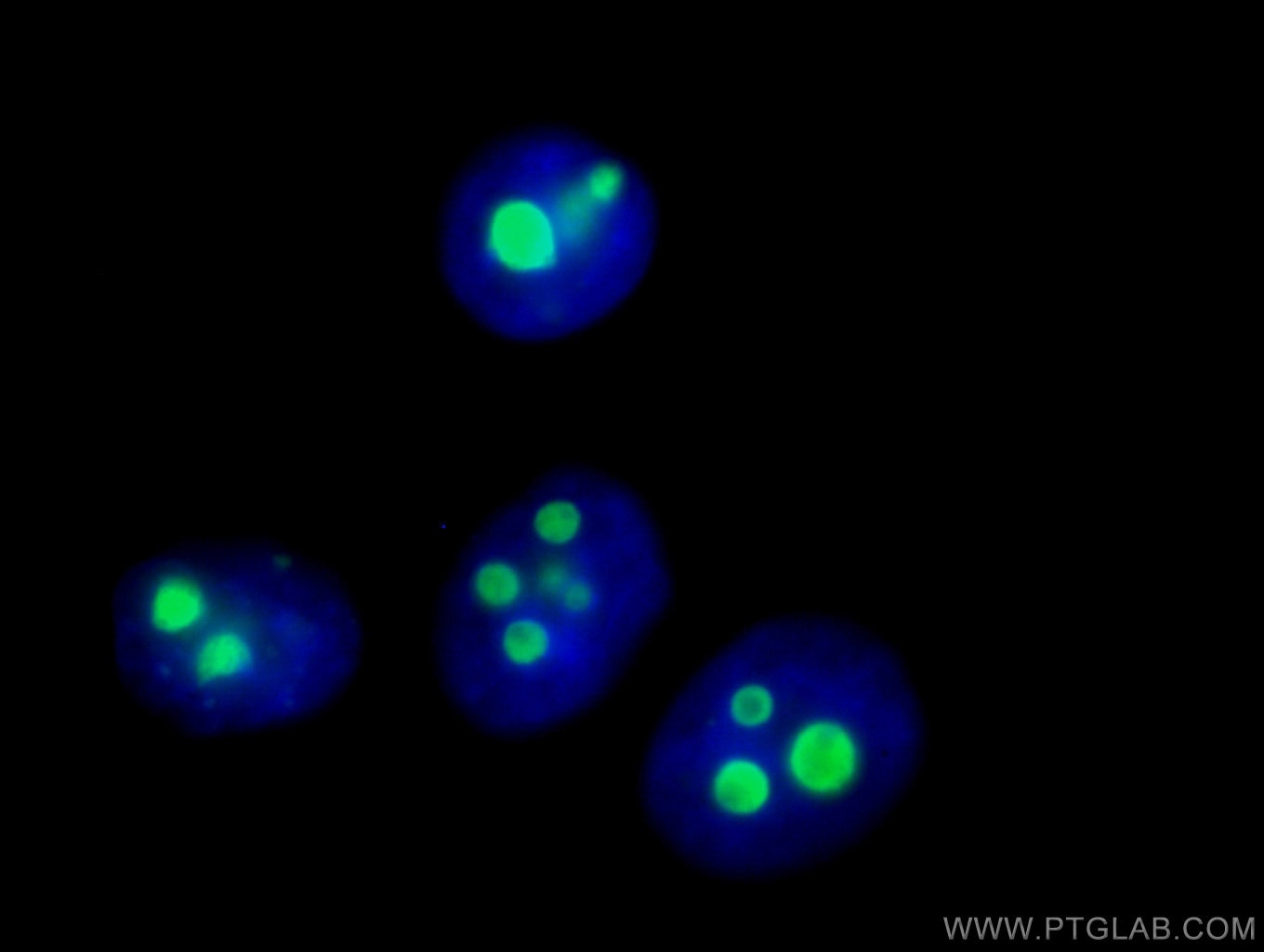 IF Staining of HepG2 using CL488-60096