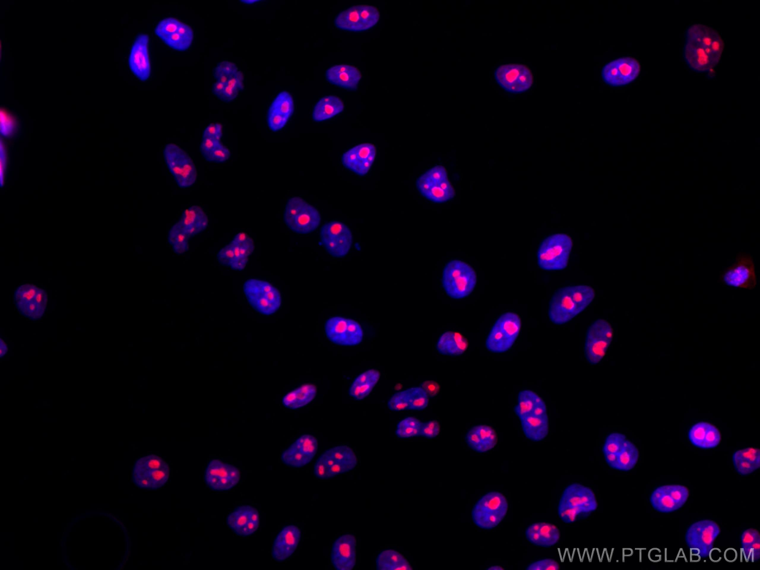 Immunofluorescence (IF) / fluorescent staining of HepG2 cells using CoraLite®568-conjugated B23/NPM1 Monoclonal antibo (CL568-60096)