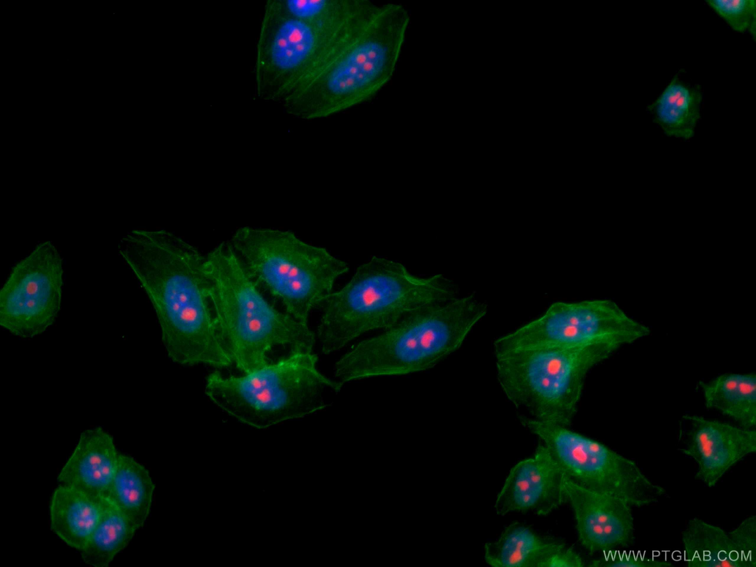 Immunofluorescence (IF) / fluorescent staining of HepG2 cells using CoraLite®594-conjugated B23/NPM1 Monoclonal antibo (CL594-60096)