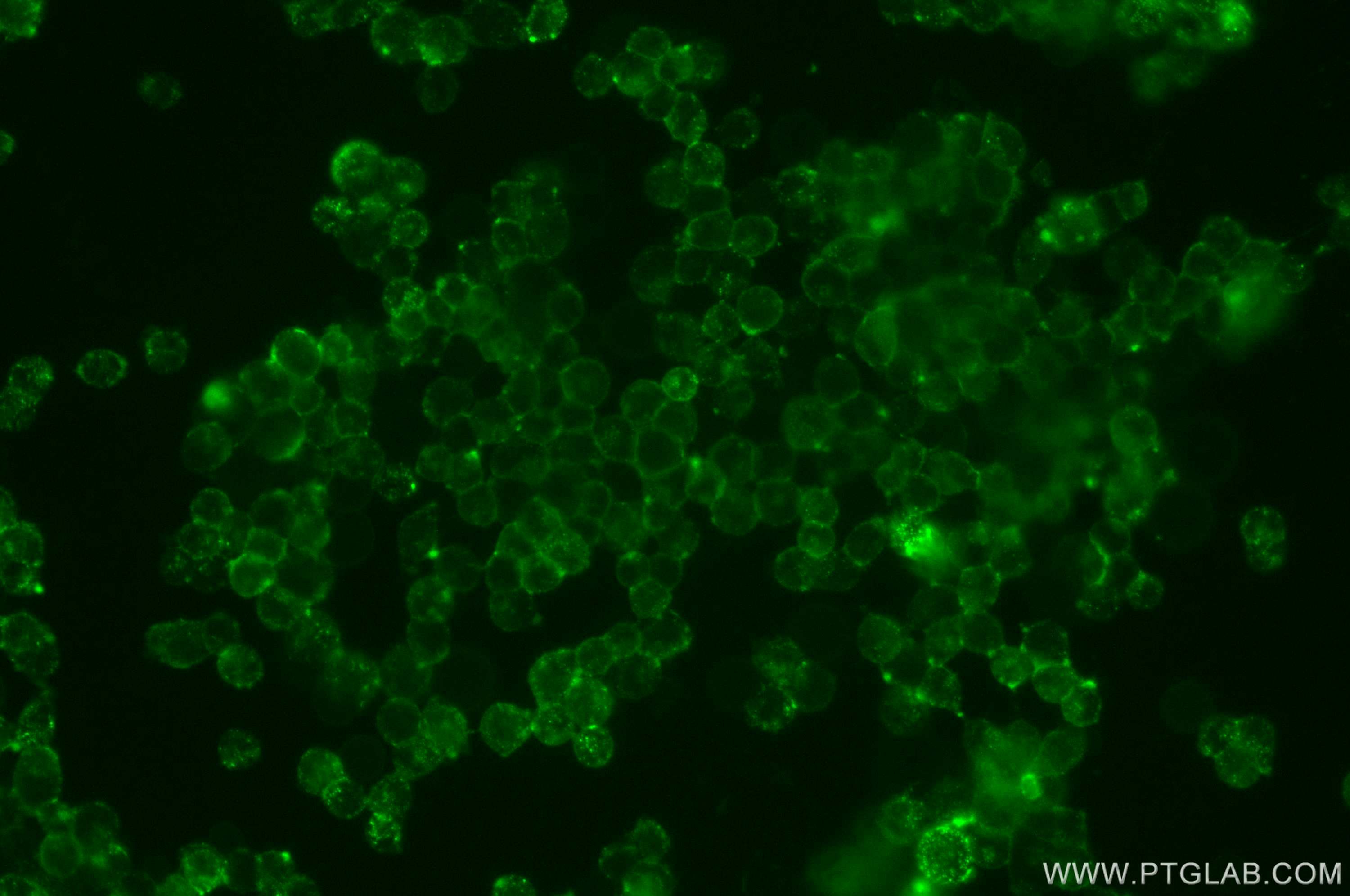 Immunofluorescence (IF) / fluorescent staining of NCCIT cells using Beta-2-Microglobulin Polyclonal antibody (13511-1-AP)