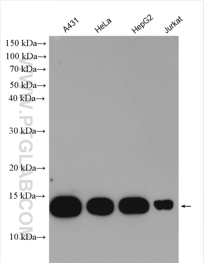 Western Blot (WB) analysis of various lysates using Beta-2-Microglobulin Polyclonal antibody (13511-1-AP)