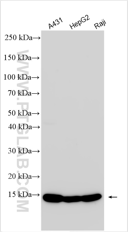 Western Blot (WB) analysis of various lysates using Beta-2-Microglobulin Polyclonal antibody (13511-1-AP)