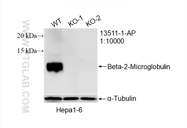 Western Blot (WB) analysis of Hepa1-6 cells using Beta-2-Microglobulin Polyclonal antibody (13511-1-AP)