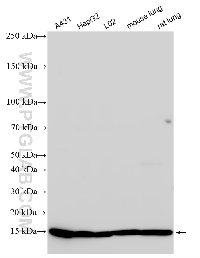 WB analysis using 13511-1-AP Western Blot (WB) analysis of various lysates using Beta-2-Microglobulin Polyclonal antibody (13511-1-AP)