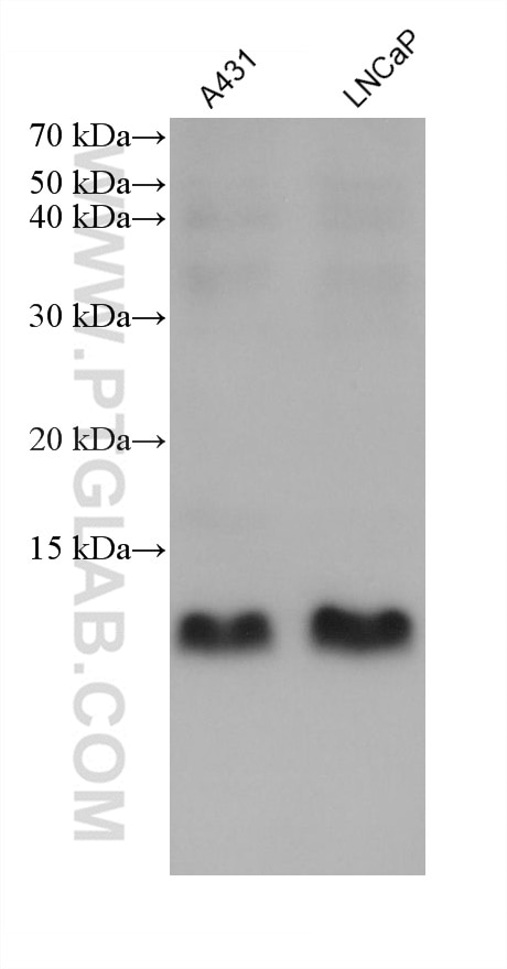 WB analysis using 66207-1-Ig