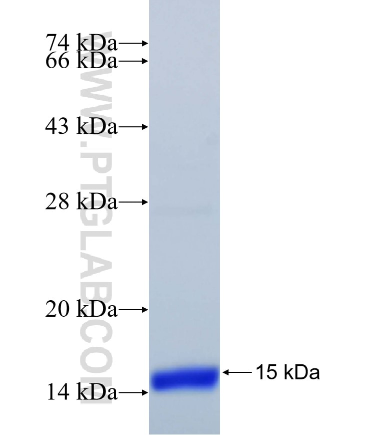 B2M fusion protein Ag27803 SDS-PAGE