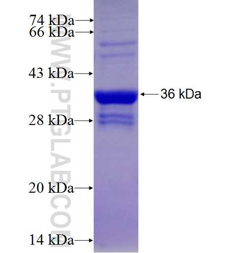 B2M fusion protein Ag4433 SDS-PAGE