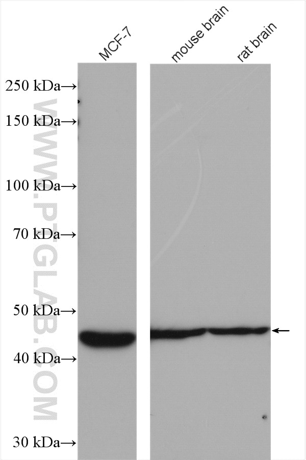 Western Blot (WB) analysis of various lysates using B3GALNT1 Polyclonal antibody (22048-1-AP)
