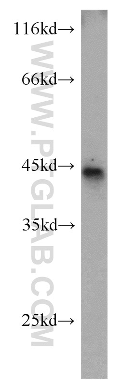 Western Blot (WB) analysis of mouse placenta tissue using B3GALNT1 Polyclonal antibody (22048-1-AP)