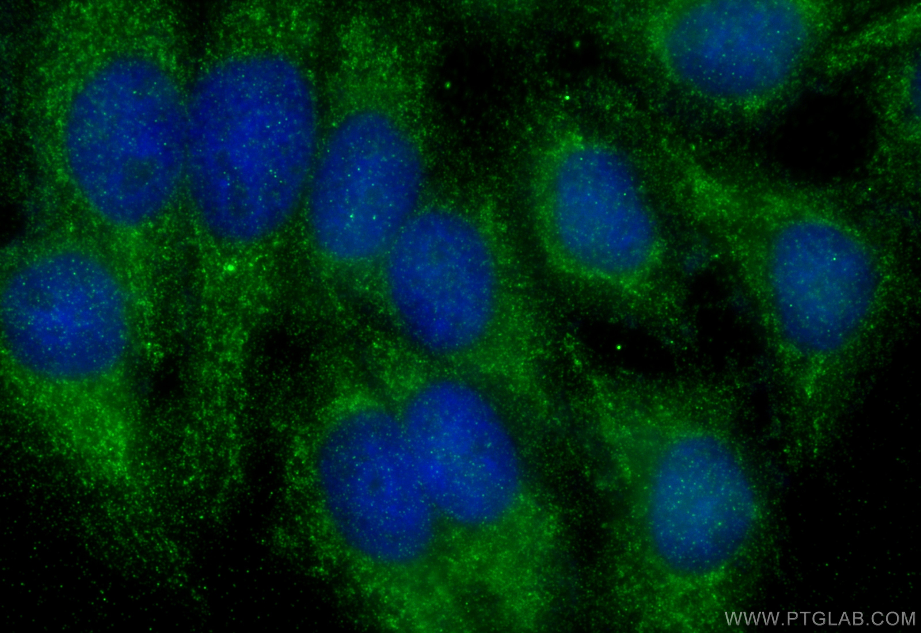 Immunofluorescence (IF) / fluorescent staining of HepG2 cells using B3GALNT2 Polyclonal antibody (17142-1-AP)