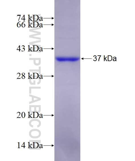 B3GALT1 fusion protein Ag12514 SDS-PAGE