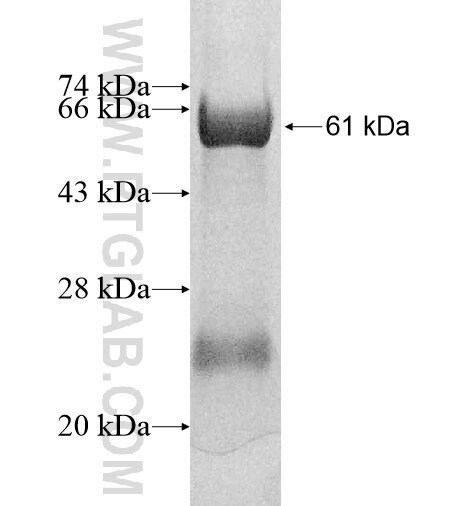 B3GALT1 fusion protein Ag12703 SDS-PAGE