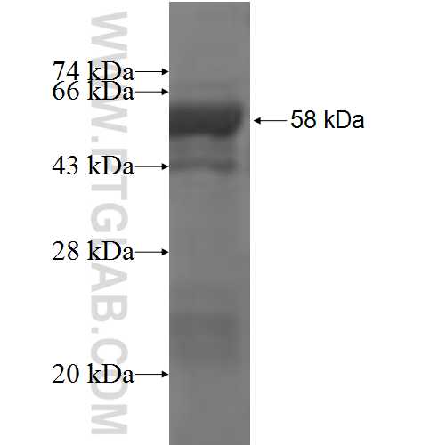 B3GALT4 fusion protein Ag4312 SDS-PAGE