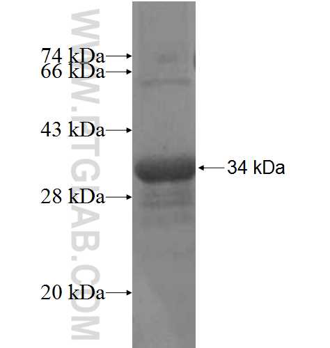 B3GALT4 fusion protein Ag4603 SDS-PAGE