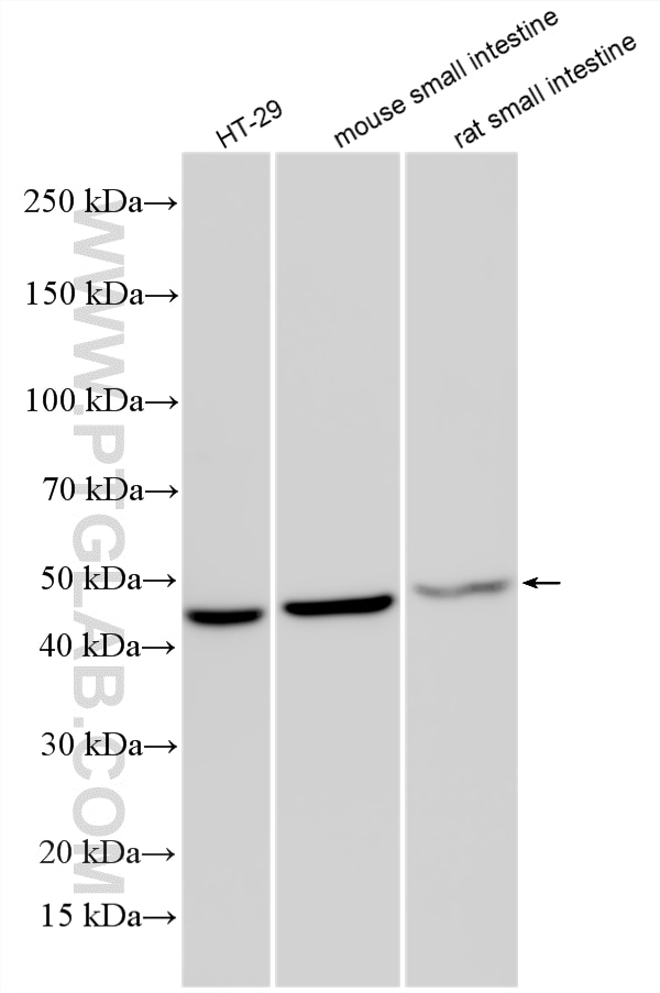 WB analysis using 33022-1-AP (same clone as 33022-1-PBS) Western Blot (WB) analysis of various lysates using B3GALT5 Polyclonal antibody (33022-1-AP)