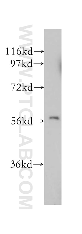 Western Blot (WB) analysis of mouse skeletal muscle tissue using B3GALTL Polyclonal antibody (14601-1-AP)