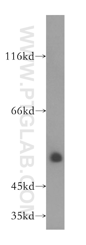 Western Blot (WB) analysis of human heart tissue using B3GALTL Polyclonal antibody (14601-1-AP)