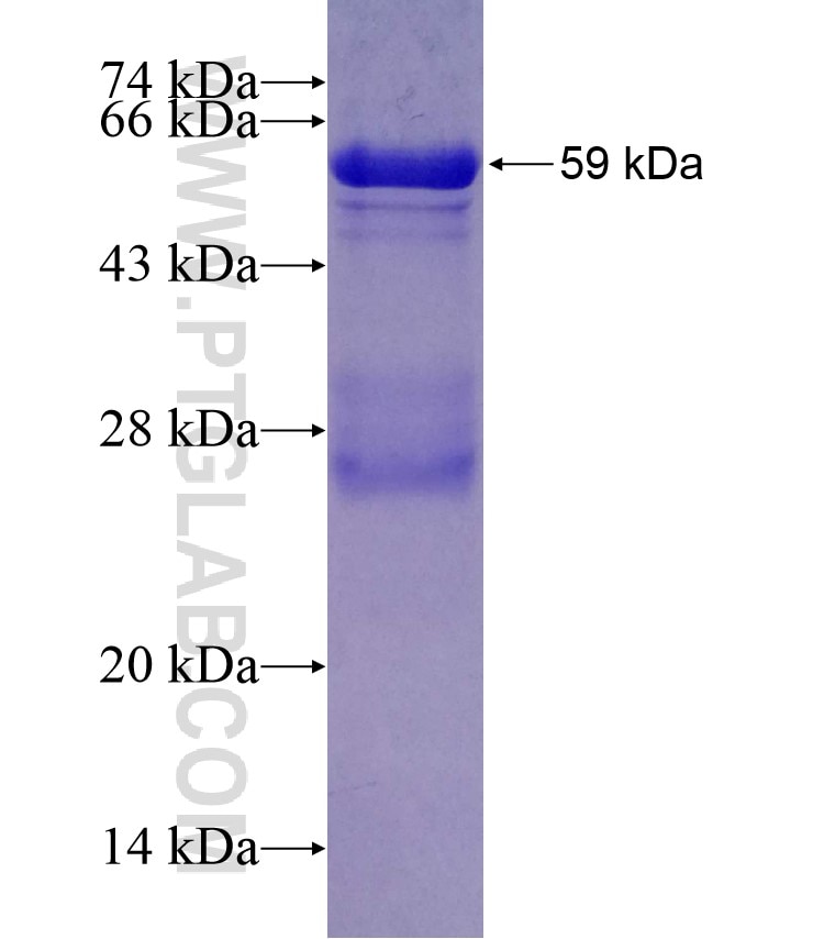 B3GALTL fusion protein Ag6146 SDS-PAGE