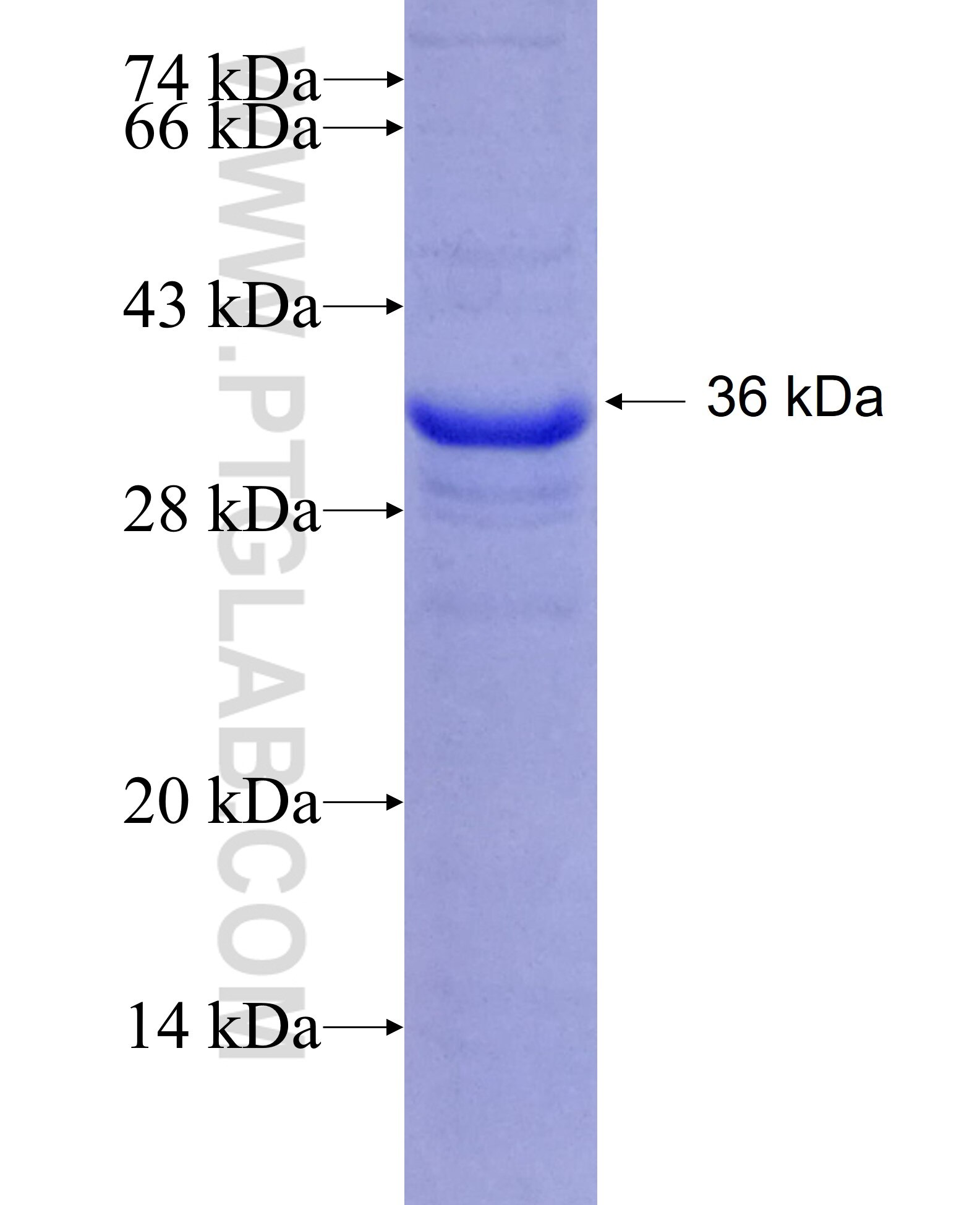 B3GALTL fusion protein Ag6474 SDS-PAGE