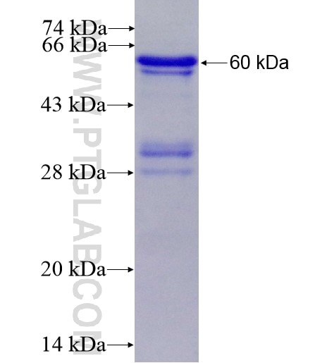 CD57 fusion protein Ag13550 SDS-PAGE