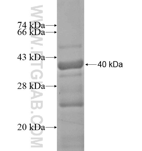 CD57 fusion protein Ag13593 SDS-PAGE