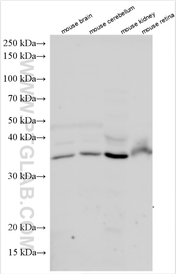 Western Blot (WB) analysis of various lysates using B3GAT2 Polyclonal antibody (24631-1-AP)