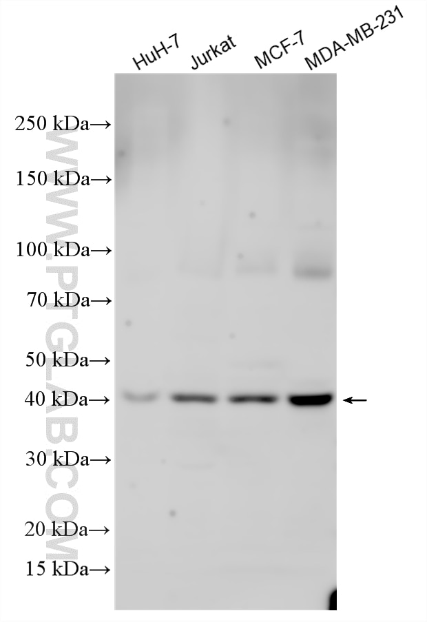 Western Blot (WB) analysis of various lysates using B3GAT3 Polyclonal antibody (16586-1-AP)