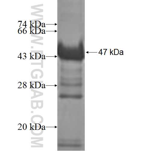 B3GAT3 fusion protein Ag8362 SDS-PAGE