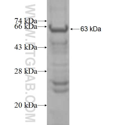 B3GAT3 fusion protein Ag9296 SDS-PAGE