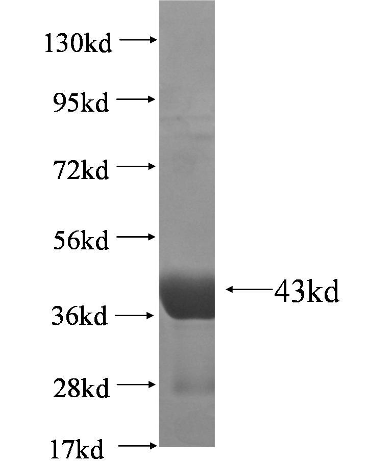 B3GNT2 fusion protein Ag5404 SDS-PAGE