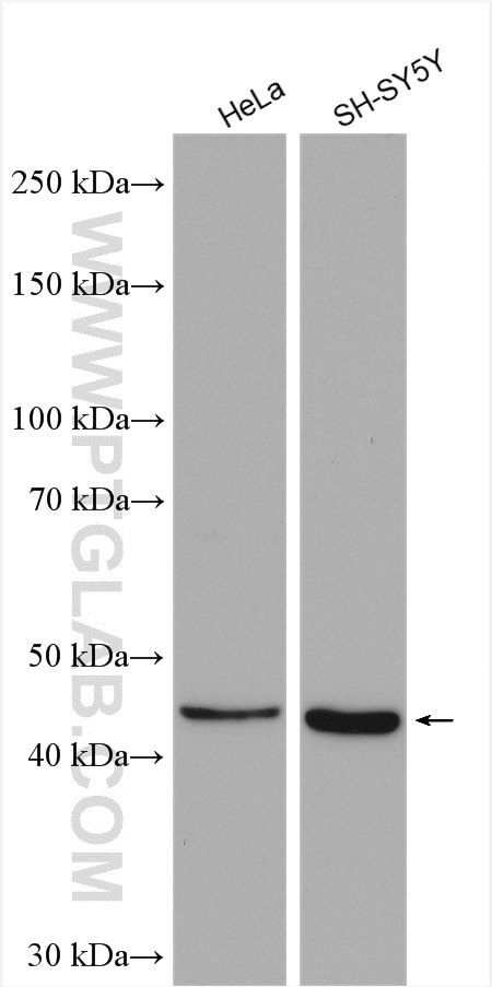 Western Blot (WB) analysis of various lysates using B3GNT3 Polyclonal antibody (18098-1-AP)