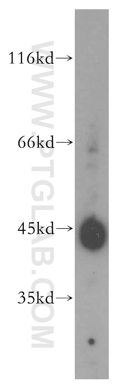 Western Blot (WB) analysis of mouse lung tissue using B3GNT3 Polyclonal antibody (18098-1-AP)